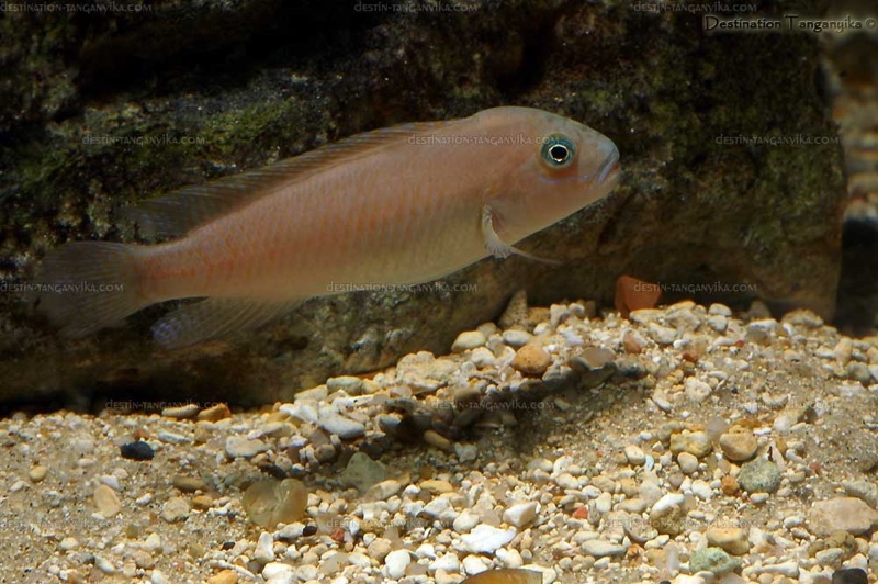 Telmatochromis cf. temporalis 'Munene'